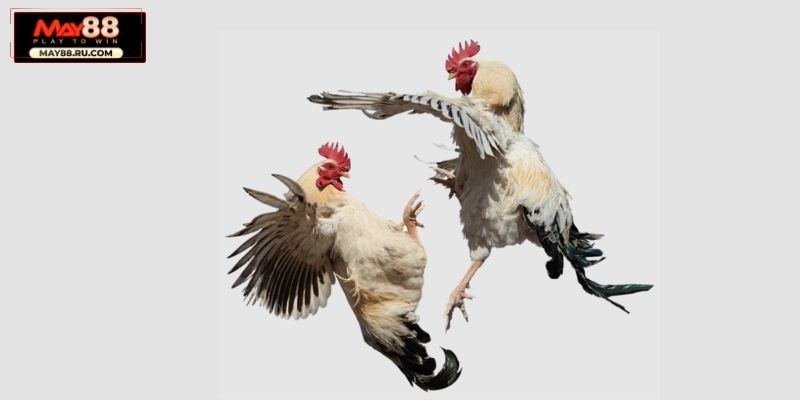 Bí kíp cược đá gà cựa dao trăm trận trăm thắng tại May88