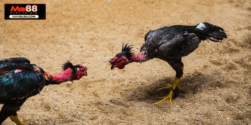 Bí quyết tăng xác suất thắng đá gà cựa sắt tại May88