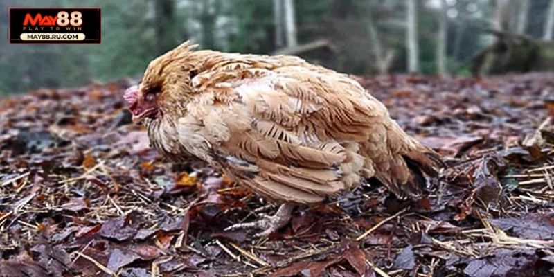 Các loại bệnh ở gà khác