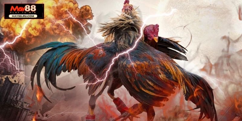 Đôi nét về đá gà cựa sắt May88