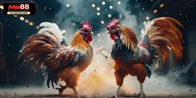 Giới thiệu đá gà cựa dao May88