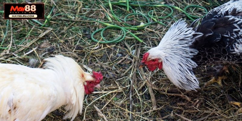 Kinh nghiệm cá cược đá gà - Quan sát đặc điểm tại May88