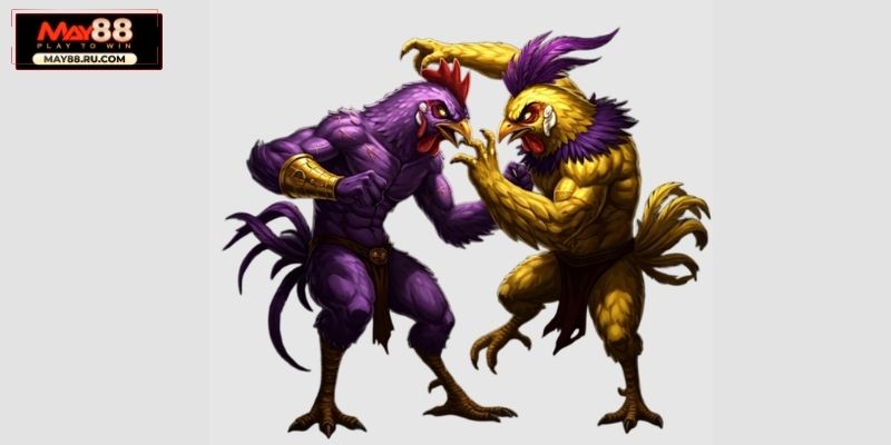 Luật chơi cơ bản trong gà đá cựa dao tại May88