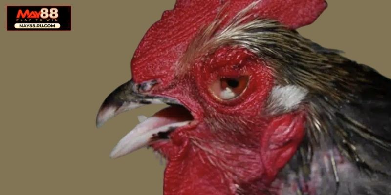 Newcastle - Một trong các loại bệnh ở gà phổ biến