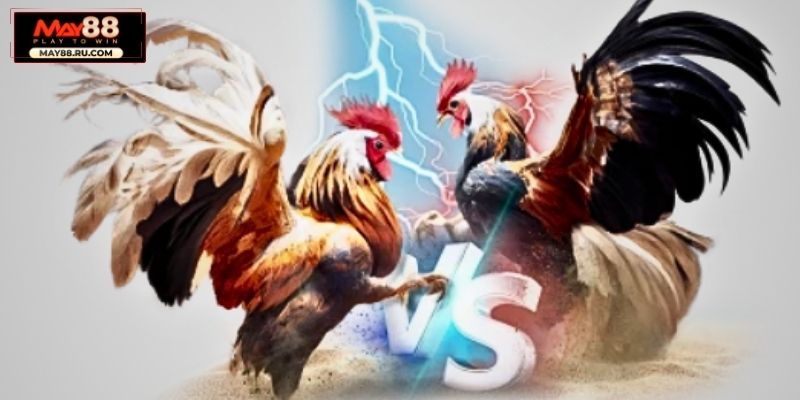 Quan sát tỷ lệ cược May88 cập nhật