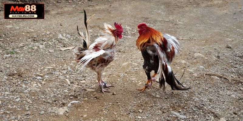 Tận dụng kiến thức, kinh nghiệm cá cược đá gà của chuyên gia